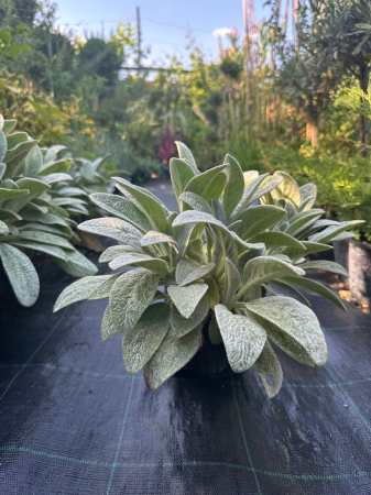 Urechea mielului - Stachys byzantina [1]