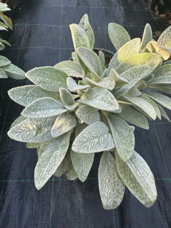 Urechea mielului - Stachys byzantina [2]