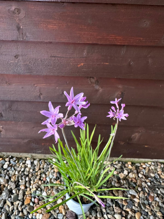 Usturoiul Dulce - Tulbaghia Violacea cu flori mov, perenă [2]