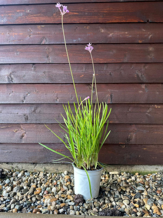 Usturoiul Dulce - Tulbaghia Violacea cu flori mov, perenă [1]