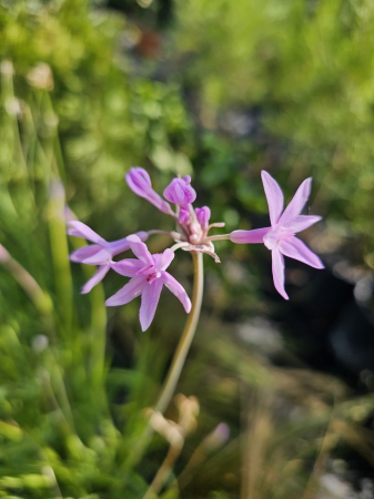 PERENE - Usturoiul Dulce - Tulbaghia Violacea cu flori mov, perenă
