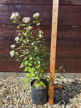 Arbuşti ornamentali - Viburnum tinus – Viburnum ornamental veșnic verde cu flori parfumate pentru grădină 60-80cm