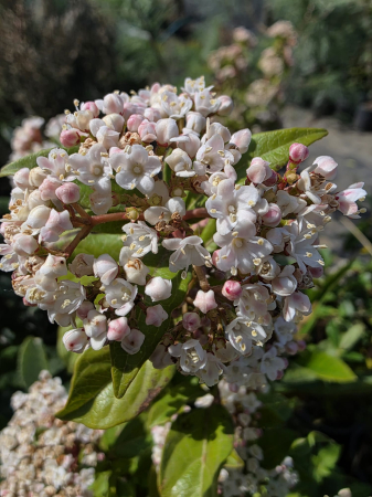 Viburnum tinus – Viburnum ornamental veșnic verde cu flori parfumate pentru grădină 60-80cm [2]