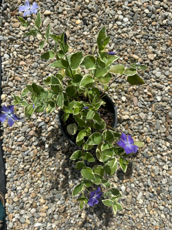 PERENE - Vinca Major – Plantă perenă târâtoare pentru acoperirea solului și zone umbrite