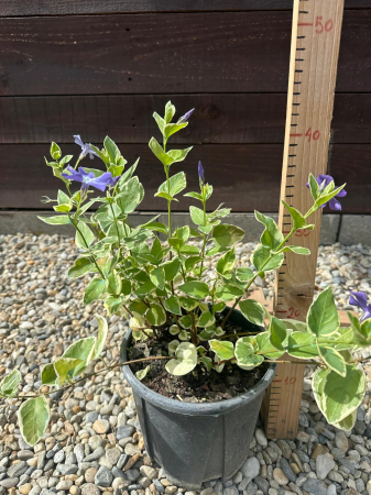 Vinca Major – Plantă perenă târâtoare pentru acoperirea solului și zone umbrite [3]