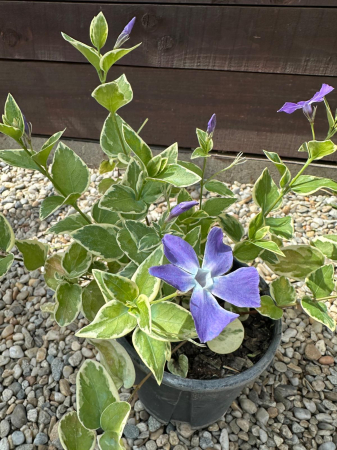 Vinca Major – Plantă perenă târâtoare pentru acoperirea solului și zone umbrite [2]