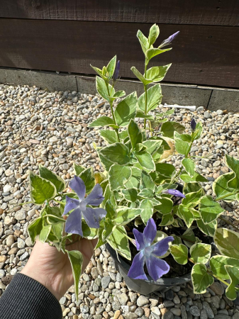 Vinca Major – Plantă perenă târâtoare pentru acoperirea solului și zone umbrite [1]