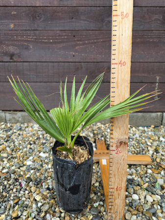 Palmieri - Washingtonia Filifera pui, anul 2– Palmier Californian Exotic pentru Grădină și Terasă
