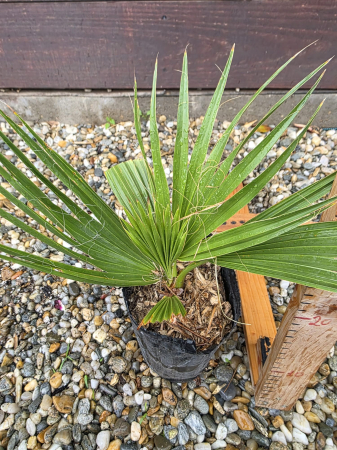 Washingtonia Filifera pui, anul 2– Palmier Californian Exotic pentru Grădină și Terasă [1]