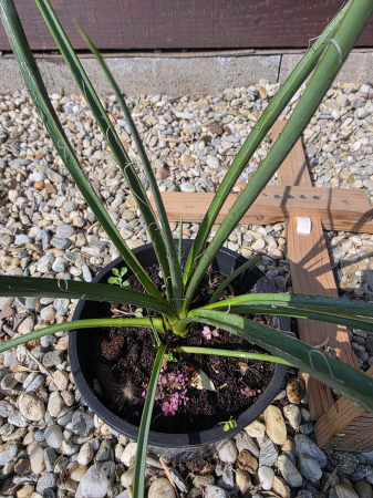 Yucca baccata – Yucca ornamentală rezistentă la secetă si ger [1]