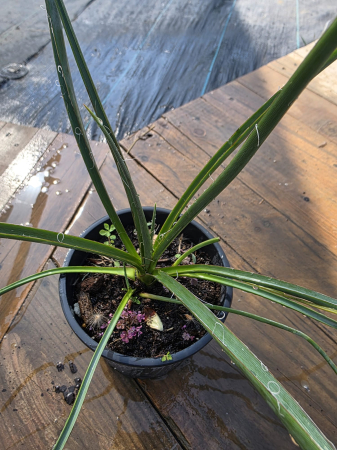 CACTUSI SI SUCULENTE - Yucca baccata – Yucca ornamentală rezistentă la secetă si ger