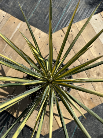CACTUSI SI SUCULENTE - Yucca filamentosa ‘Bright Edge’ – plantă perenă cu frunze bicolore și inflorescențe spectaculoase