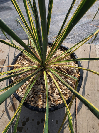 CACTUSI SI SUCULENTE - Yucca filamentosa color guard Variegata – Yucca ornamentală variegată pentru grădină
