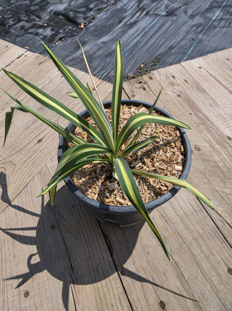 Yucca filamentosa color guard Variegata – Yucca ornamentală variegată pentru grădină [3]