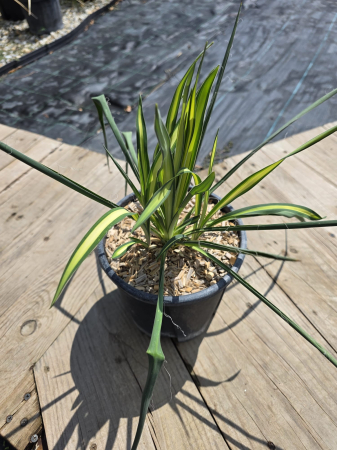 Yucca filamentosa color guard Variegata – Yucca ornamentală variegată pentru grădină [2]