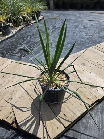 CACTUSI SI SUCULENTE - Yucca filamentosa verde – Plantă ornamentală rezistentă pentru grădină