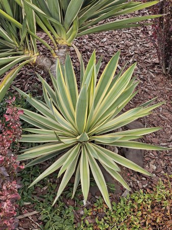 Yucca Gloriosa Variegata [1]