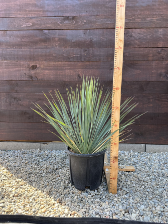 Yucca Rostrata "Blue Sapphire Skies" - planta exotica rezista la ger 30-40cm [1]