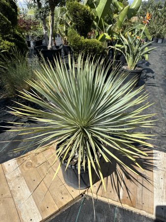 Yucca Rostrata "Blue Sapphire Skies" - planta exotica rezista la ger 30-40cm [2]