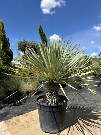Yucca rostrata - planta exotica rezista la ger 70-80cm [1]