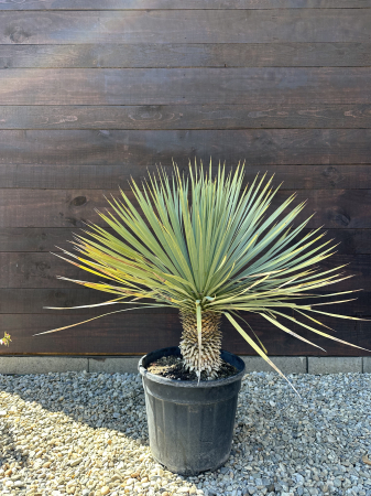 CACTUSI SI SUCULENTE - Yucca rostrata - planta exotica rezista la ger 70-80cm