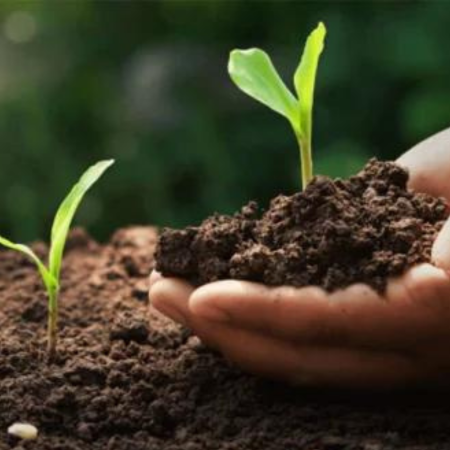 Pamant Vegetal - Pamant Vegetal 5MC