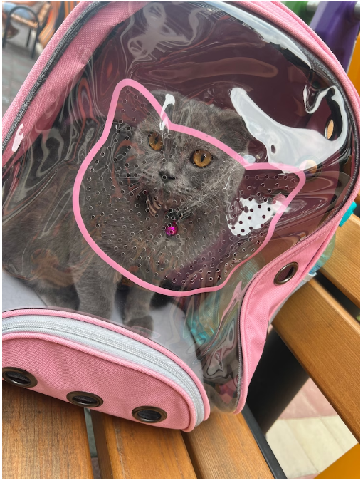 Rucsac transport animale de companie Pisica / Catel, ADLUMUS, Tip Ghiozdan cu Geam Panoramic, multifunctional [2]