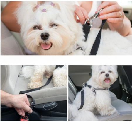 Centuri de siguranță, ADLUMUS pentru siguranța condusului in mașină alaturi de animalutele de companie, câini si pisici, [4]
