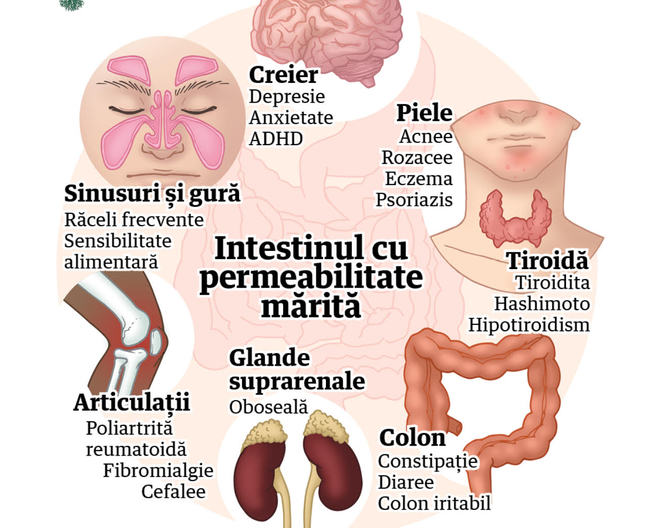 Microbiomul și Sanatatea Digestiva: Plan Nutritional Personalizat