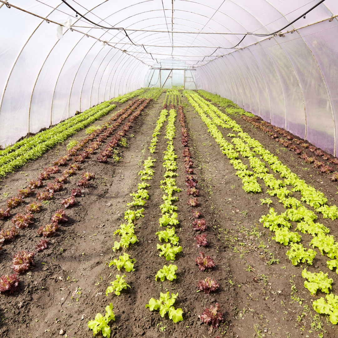 De câți microni trebuie să fie folia pentru solarul tău?