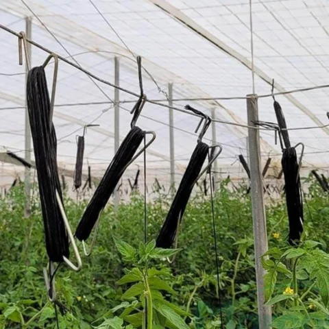 Alegerea și utilizarea atei și a cârligelor de palisare pentru tomate în solar
