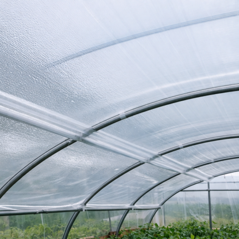 Folie antipicurare pentru solar și seră - Folie antipicurare  4,5 m – 50 microni