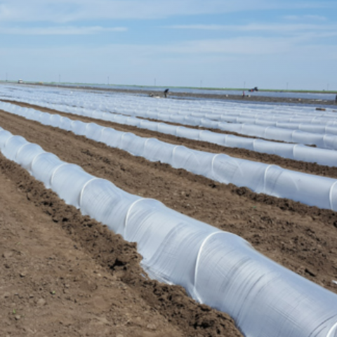 Folie tunel - Folie tunel termic 15 microni 1,5 x 2500 m