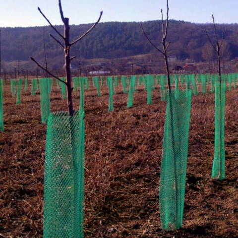 Plasă protecție pomișori - Plasă protecție pomișori Diametru 10 cm x 50 m