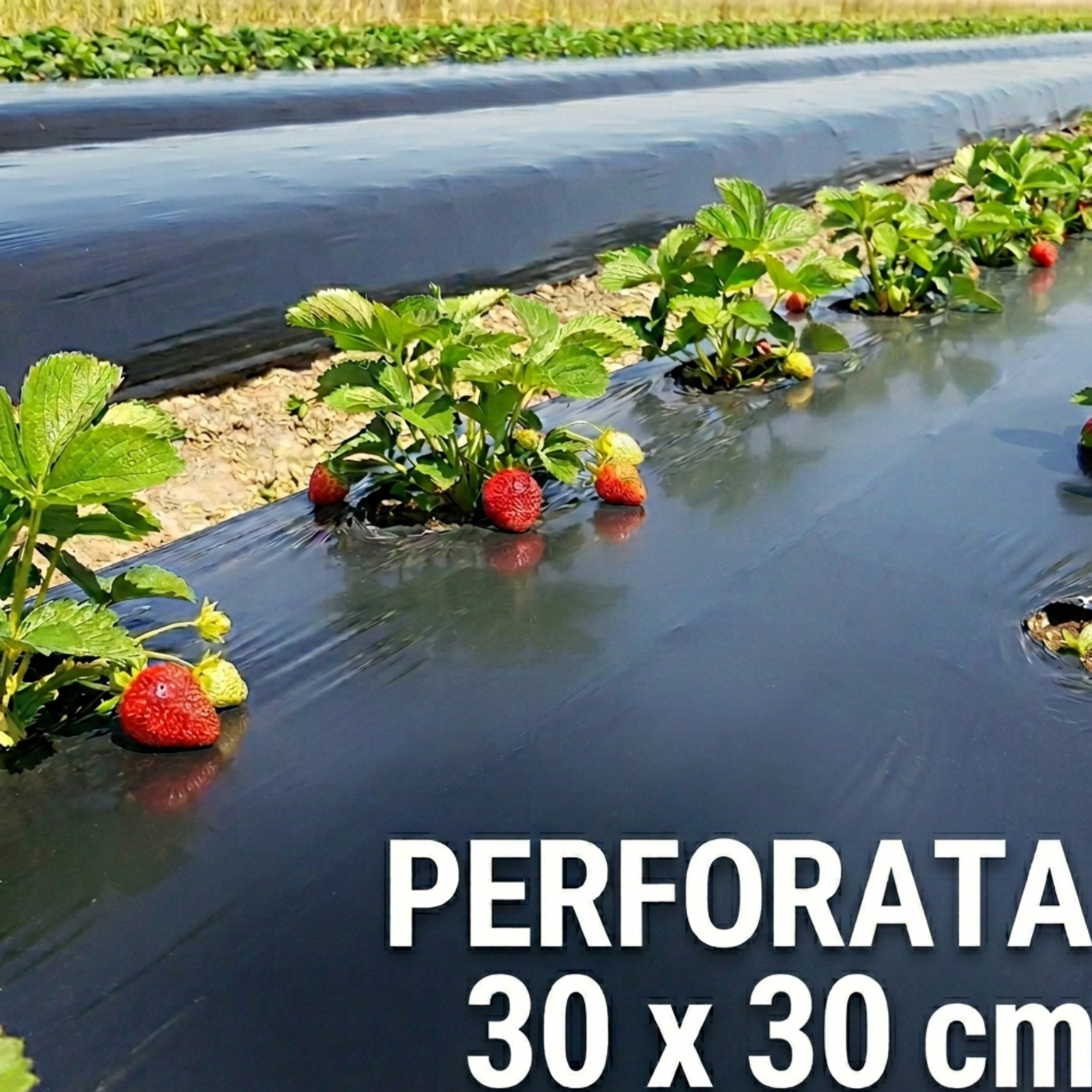 Folie de mulcire 1,2 m, 30 microni - neagra, perforata, rola 1000 m