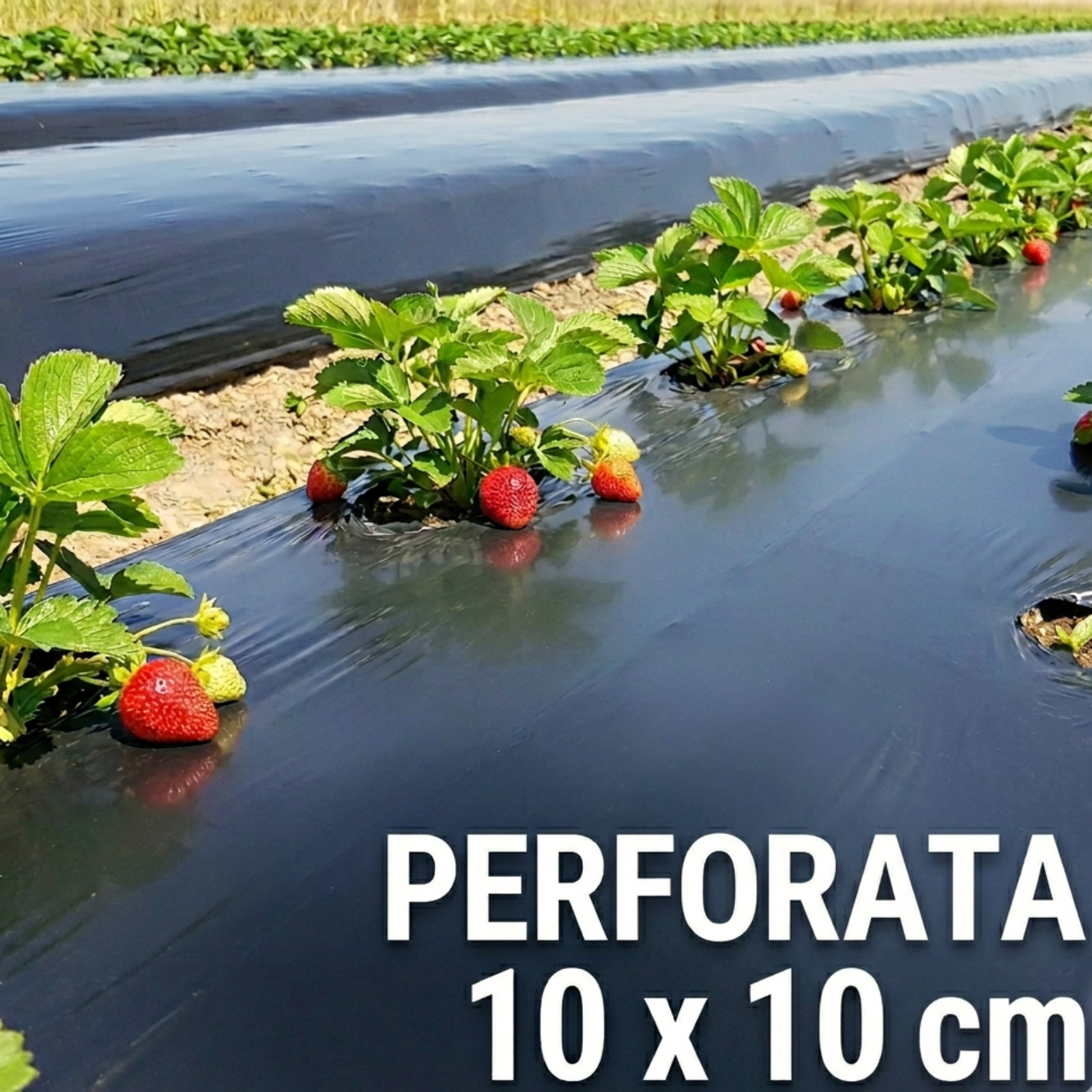 Folie de mulcire 1 m, 30 microni - neagra, perforata, rola 1000 m