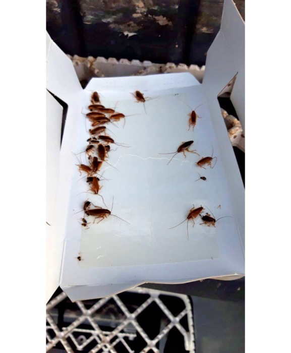 Capcana cu adeziv pentru gandaci, Knock Off Insect Trap [7]