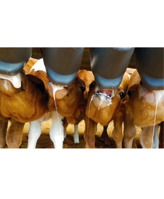 Hranitoare compartimentata vitei cu 10 tetine, Milk Bar, cu carlige de fixare din aluminiu [2]