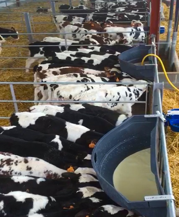 Hranitoare comuna vitei cu 12 tetine, Milk Bar, 90l cu carlige de fixare din aluminiu [2]