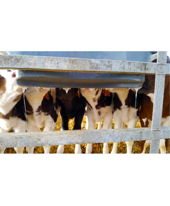 Hranitoare comuna vitei cu 6 tetine, Milk Bar, 36l cu carlige de fixare Ezi Lock [3]
