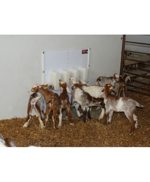 Perete separator Milk Bar pentru sisteme automate de alaptare iezi [9]