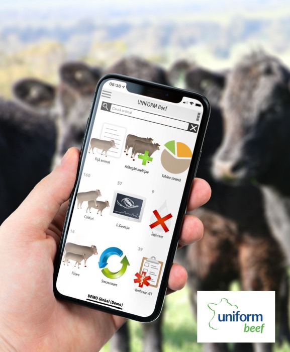Sistem de management ferme vaci carne Uniform Beef [3]