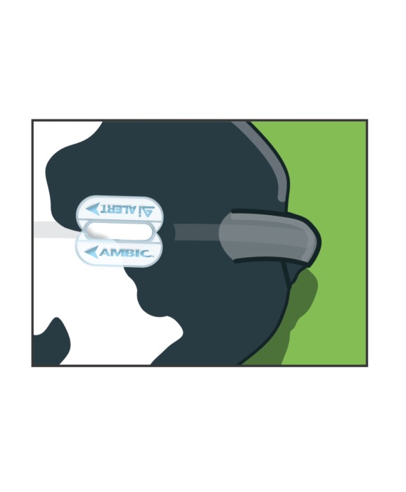 Stickere detectare calduri vaci, Ambic AiAlert [5]