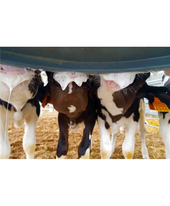 Tetine Milk Bar cu orificiu special pentru alaptare vitei, set 10 bucati [8]