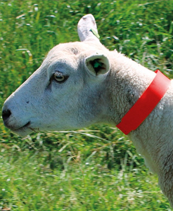 Zgarda plastic animale mici, 55 cm, Akroh [3]