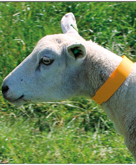 Zgarda plastic animale mici, 55 cm, Akroh [3]