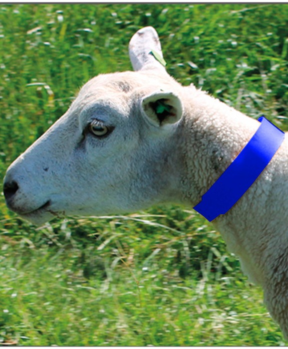 Zgarda plastic animale mici, 55 cm, Akroh [3]