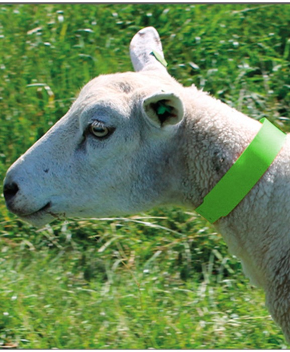 Zgarda plastic animale mici, 55 cm, Akroh [3]
