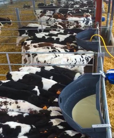 Hranitoare comuna vitei cu 12 tetine, Milk Bar, 90l cu carlige de fixare din aluminiu [1]