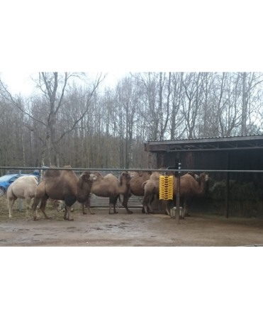 Perie scarpinat animale mecanica, oscilanta, EasySwing Maxi [8]